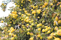 Golden Delicious Apple Tree Scion Cuttings, Malus domestica Unrooted for Grafting or Rooting Set of 11