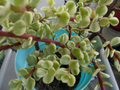 Variegated Spekboom Cuttings – Portulacaria afra ‘Variegata’ Creme and Green 3 Unrooted Cuttings 5 Inch