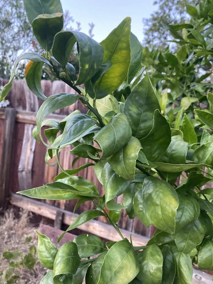 Pixie Mandarin Unrooted Cuttings – 6 Citrus reticulata ‘Pixie’ Tree Cuttings for Propagation and Grafting