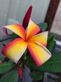 Plumeria Cutting 12 Inch Unrooted Frangipani Stem for Propagation, Tropical Flowering Plant Starter