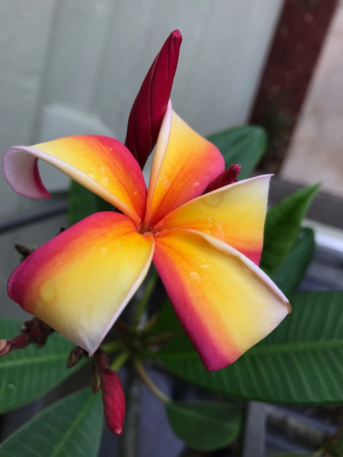 Plumeria Cutting 12 Inch Unrooted Frangipani Stem for Propagation, Tropical Flowering Plant Starter