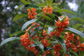 Apricot Echo Sweet Olive Osmanthus fragrans Rooted Starter Plant, Fragrant Evergreen Shrub for Garden or Container