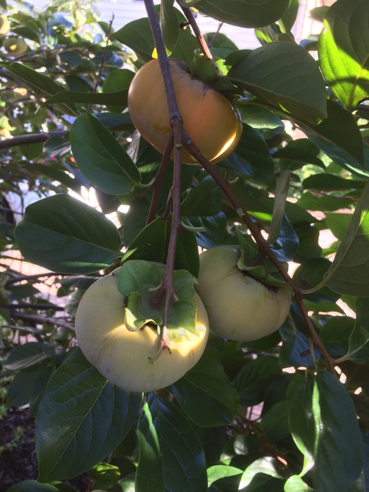 Fuyu Persimmon Tree Cuttings 6–8 Inch Scionwood for Grafting, Diospyros kaki Fruit Tree Propagation