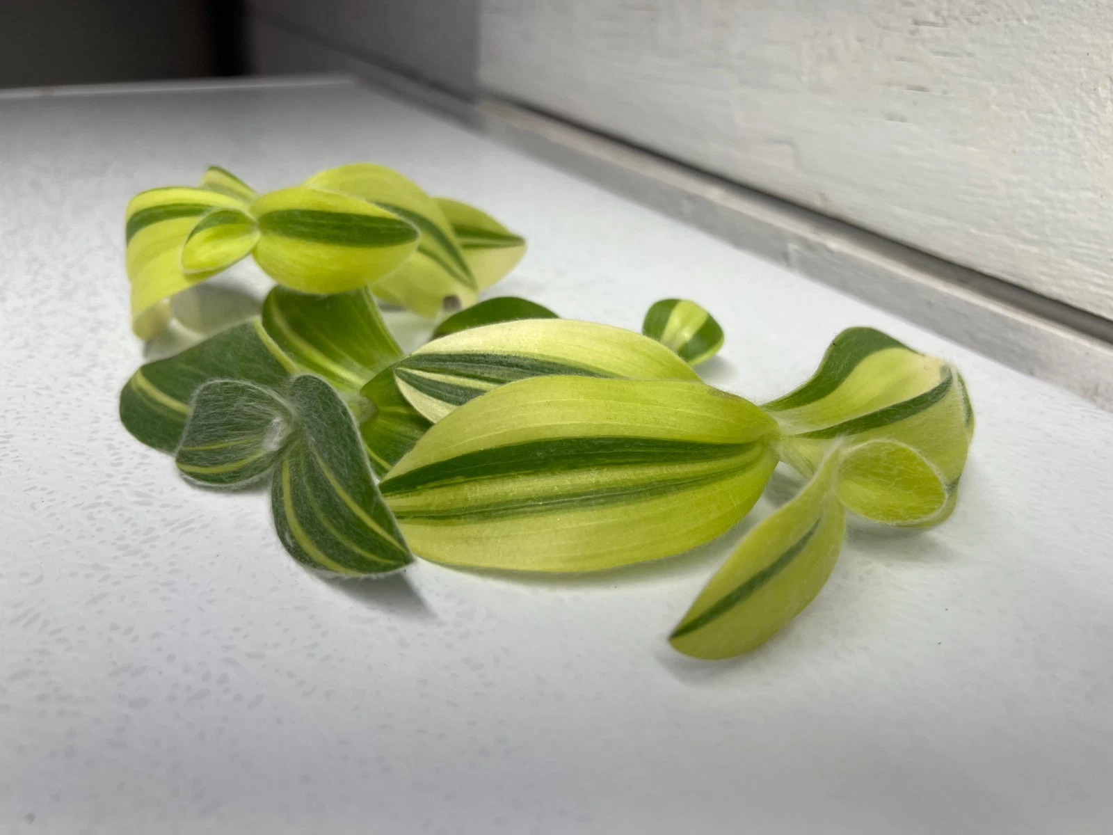 Fuzzy Sillamontana Variegated Cuttings, 3 Unrooted Tradescantia 3–4 Inch