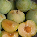 Emerald Pluot Scion Cuttings – Plum Apricot Hybrid Grafting Wood, Fresh Unrooted Fruit Tree Scions