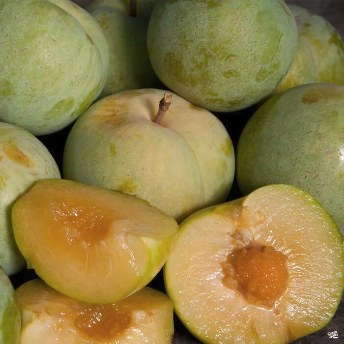 Emerald Pluot Scion Cuttings – Plum Apricot Hybrid Grafting Wood, Fresh Unrooted Fruit Tree Scions