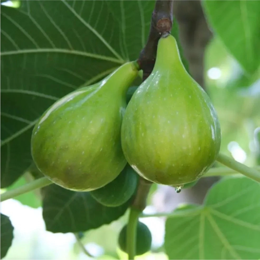 Italian Honey Fig Cutting – 6 to 8 Inch Live Unrooted Ficus Carica Cutting for Rooting or Grafting