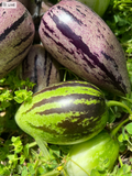 Pepino Melon Cuttings – 12 Live Cuttings, Solanum Muricatum Vista Zebra Stripy Purple Varieties for Planting