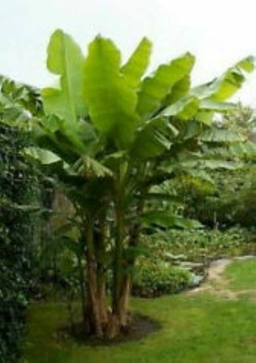 Gran Nain Banana Tree Rooted Starter Plant Musa Acuminata Live Tropical Plant
