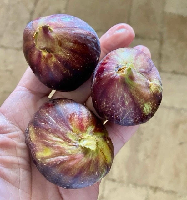 Black Mission Fig Cuttings Set of 15 Dormant Hardwood Pieces 6 Inch or Longer for Propagation
