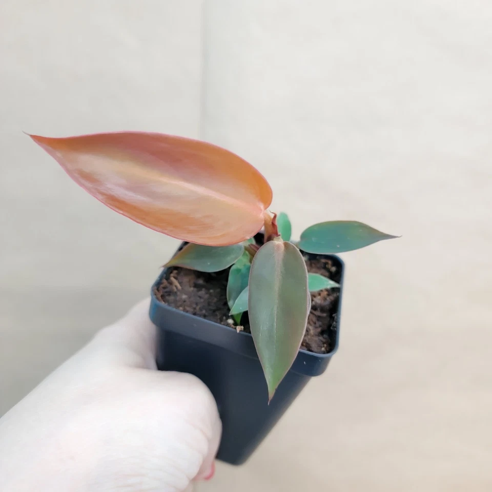 Philodendron Red Sun Live Tropical Aroid Houseplant Starter Plant 3 Inch Pot