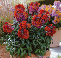 Wallflower Winter Passion Live Plant, Erysimum Flower Starter 1–3 Inch Tall for Garden or Container Growing