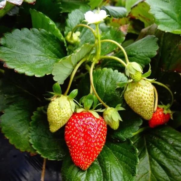 Fort Laramie Everbearing Strawberry Bare Roots – 5 Live Plants, Cold Hardy Strawberry Variety for Planting