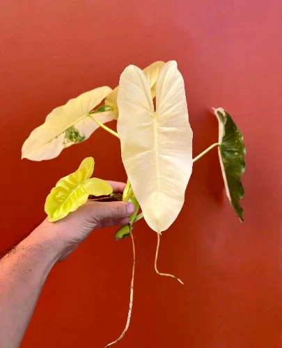 Variegated Burle Marx Philodendron Cutting with Nodes and Air Roots, Tropical Indoor Houseplant Propagation Starter