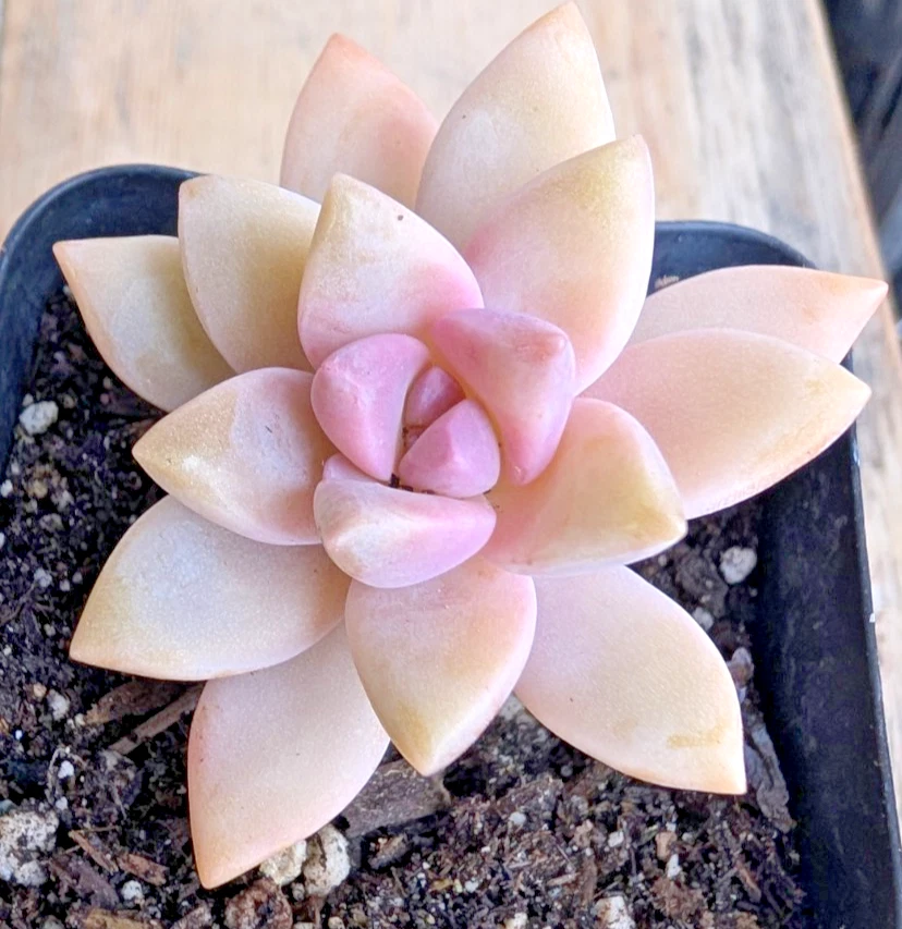 Pink Graptopetalum Paraguayense Ghost Plant – Live Succulent Plant 2.5 Inch Rosette for Containers