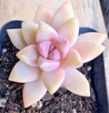 Pink Graptopetalum Paraguayense Ghost Plant – Live Succulent Plant 2.5 Inch Rosette for Containers