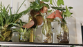 Beefsteak Begonia Cuttings – Begonia Erythrophylla Live Plant Cuttings for Indoor Propagation
