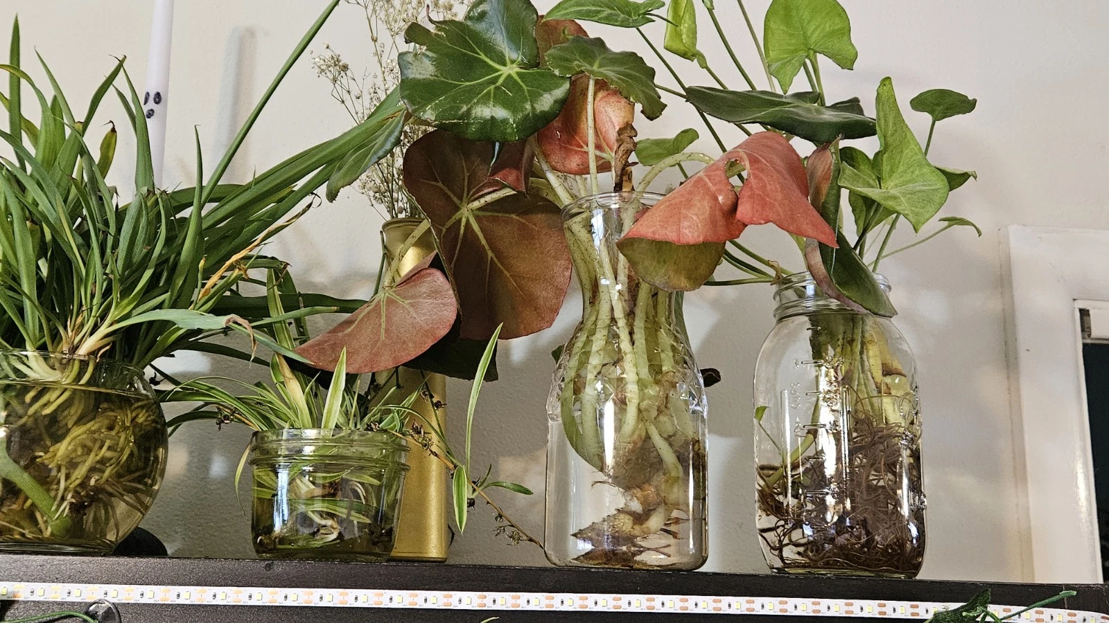 Beefsteak Begonia Cuttings – Begonia Erythrophylla Live Plant Cuttings for Indoor Propagation