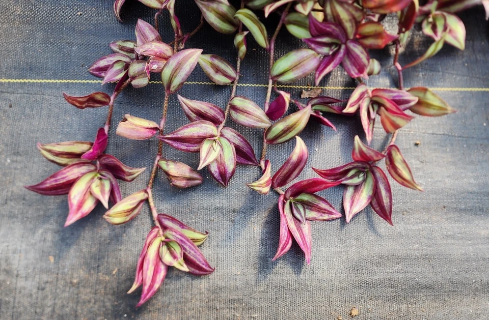 Tradescantia Zebrina Cuttings – 20 Live Wandering Jew Cuttings, 8–12 Inch Trailing Purple Green Houseplant