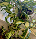 Hoya Krimson Princess Cuttings 2 Unrooted Hoya Carnosa Variegated 3 Inch Cuttings