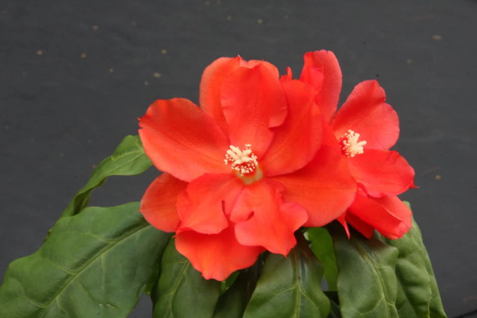 Pereskia Bleo Live Cactus Plant – Abrojo Rodocactus, Spiny Leaf Cactus in 4 Inch Pot, Tropical Succulent