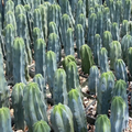 Myrtillocactus Geometrizans Seeds – Blue Candle Cactus, 25 Seeds for Grafting Stock and Home Growing