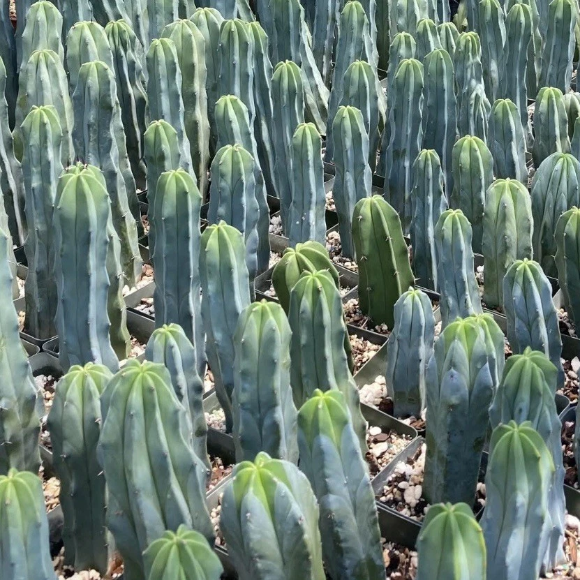 Myrtillocactus Geometrizans Seeds – Blue Candle Cactus, 25 Seeds for Grafting Stock and Home Growing