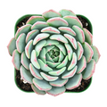 Live Echeveria Minima Succulent Fully Rooted Rosette in 2 Inch Pot, Compact Indoor Decorative Plant