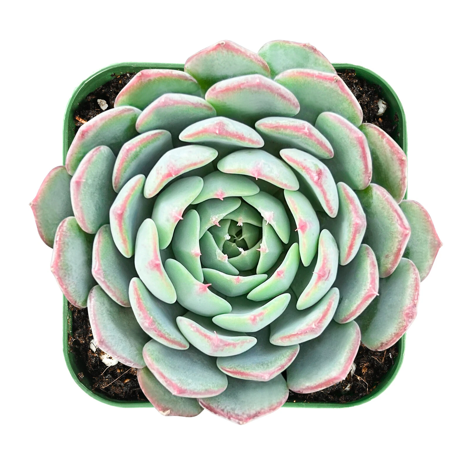 Live Echeveria Minima Succulent Fully Rooted Rosette in 2 Inch Pot, Compact Indoor Decorative Plant