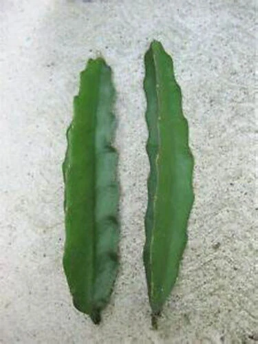 Pink Delight Dragon Fruit Cuttings – 2 Fresh Pitaya Plant Cuttings 8–12 Inch Long, Unrooted Cactus