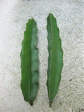 Pink Delight Dragon Fruit Cuttings – 2 Fresh Pitaya Plant Cuttings 8–12 Inch Long, Unrooted Cactus