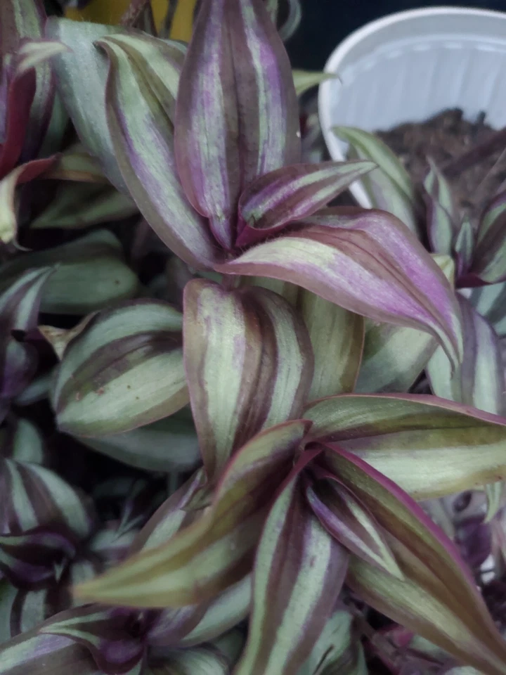 Tradescantia Zebrina Plant Cuttings – 10 Live Wandering Jew Cuttings, Purple Green Trailing Houseplant