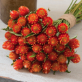 Strawberry Red Gomphrena Seeds – 25 Globe Amaranth Flower Seeds with Red Round Blooms