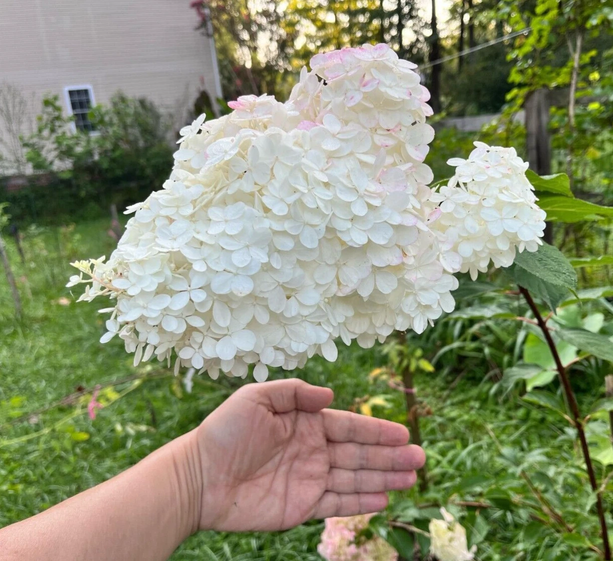 Vanilla Strawberry Hydrangea Cuttings Unrooted, Hydrangea paniculata Bush Cuttings for Propagation Bulk Set
