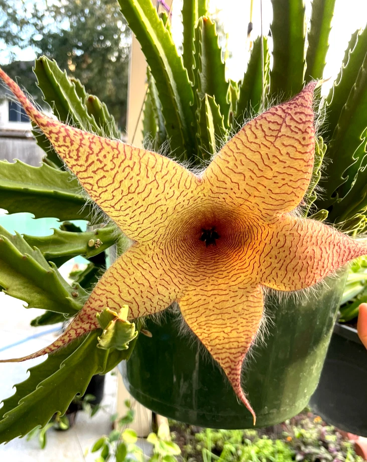 Stapelia Grandiflora Cuttings – Set of 2 Live Unrooted Carrion Flower Starfish Plant Cuttings, 6 to 8 Inch Succulent