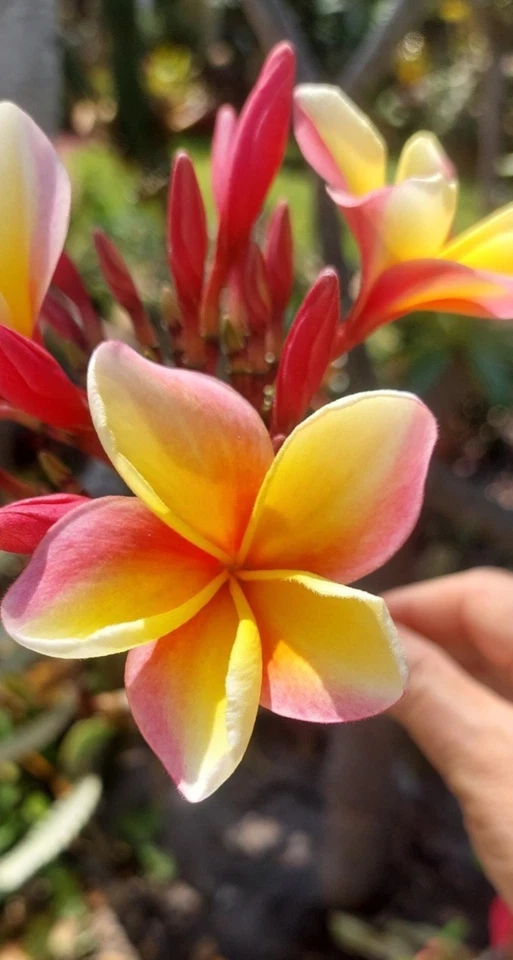 Hawaiian Rainbow Plumeria Frangipani 12 Inch Live Cutting, Tropical Flowering Tree Cutting for Rooting