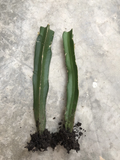 Red Dragon Fruit Rooted Cuttings Ready to Plant, Pitaya Cactus Live Starter Plants for Container or Garden Set of 2
