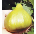 Cerreto Fig Tree Cuttings – 5 Fresh Unrooted Cuttings, Ficus carica Fruit Fig Variety, Ready for Propagation