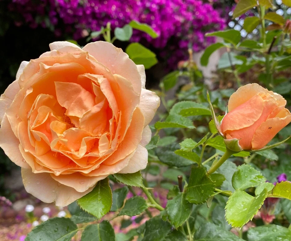 Yellow Apricot Rose Unrooted Cuttings – 5 Rosa Cuttings for Rooting or Grafting Garden Roses