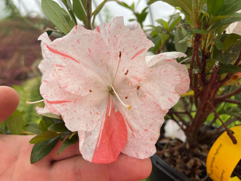 Astronaut Azalea Starter Plant – Deciduous Rhododendron with Bi Color Striped Blooms, Live Flowering Shrub