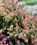 Crassula Tom Thumb Cuttings – 2 Live Succulent Cuttings 3–4 Inch Length, Compact Mini Jade Plant