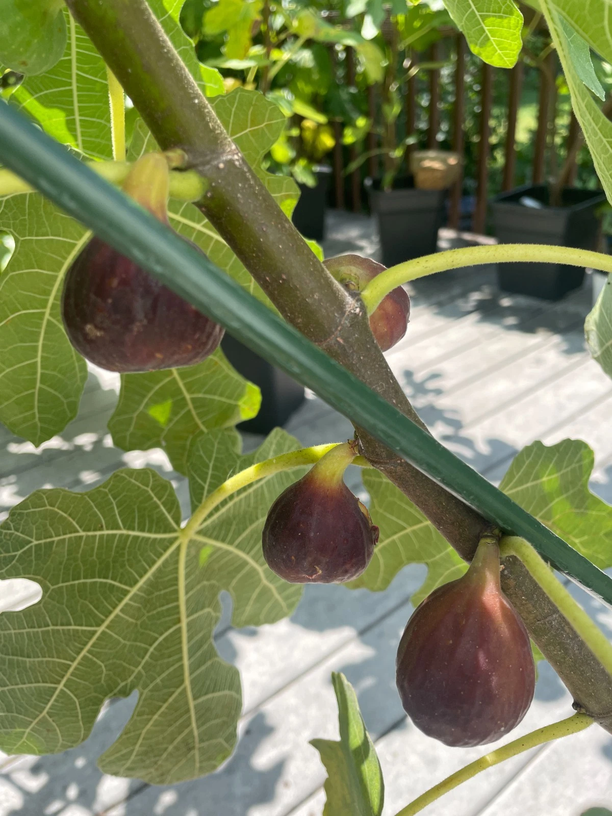 Chicago Hardy Fig Cuttings 8 Pieces Unrooted Ficus Carica Cold Hardy Variety for Rooting or Grafting