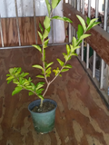 Barbados Acerola Cherry Tree Live Plant – Malpighia Emarginata Starter Plant, 12 Inch Cut Back