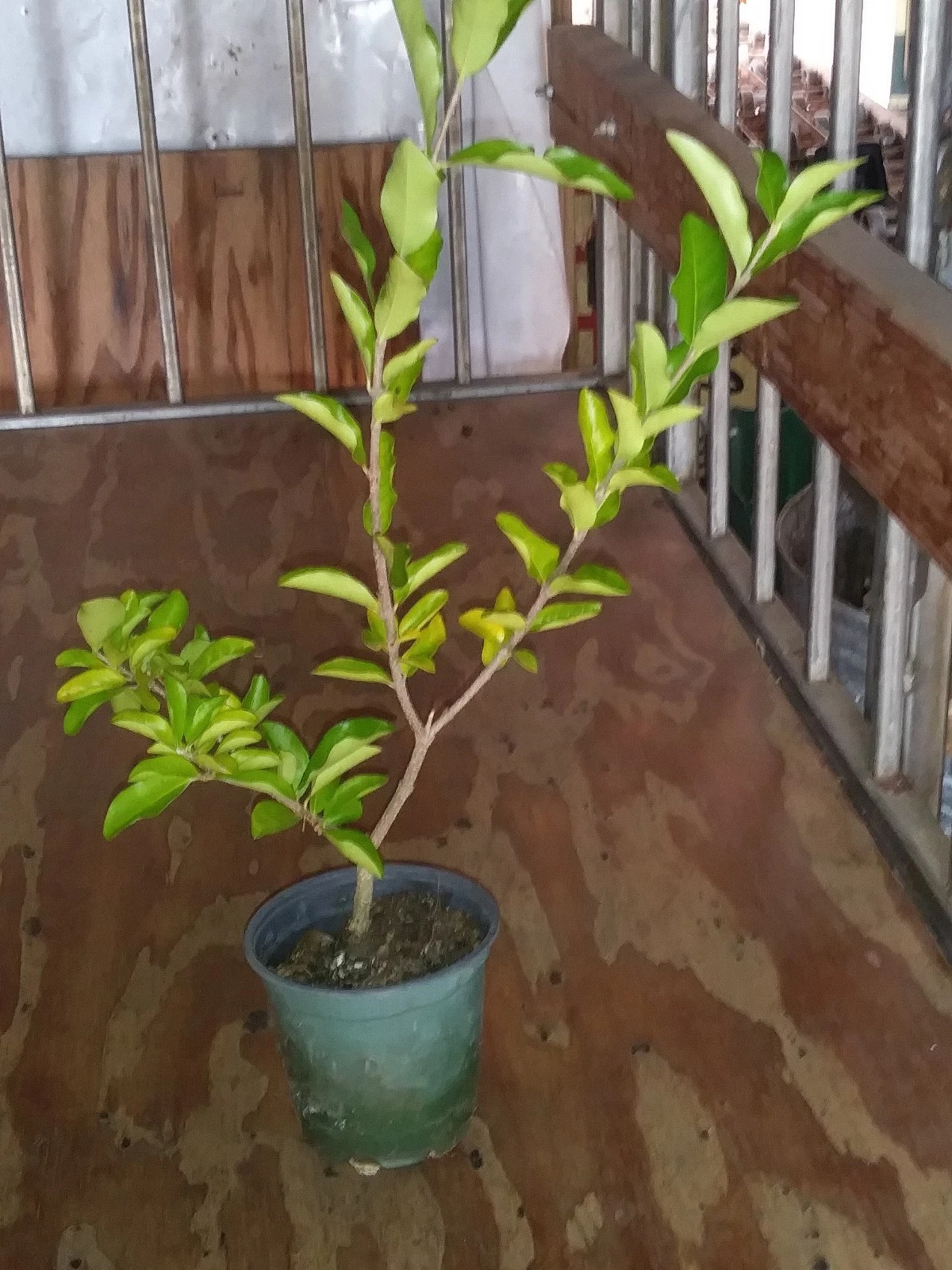 Barbados Acerola Cherry Tree Live Plant – Malpighia Emarginata Starter Plant, 12 Inch Cut Back