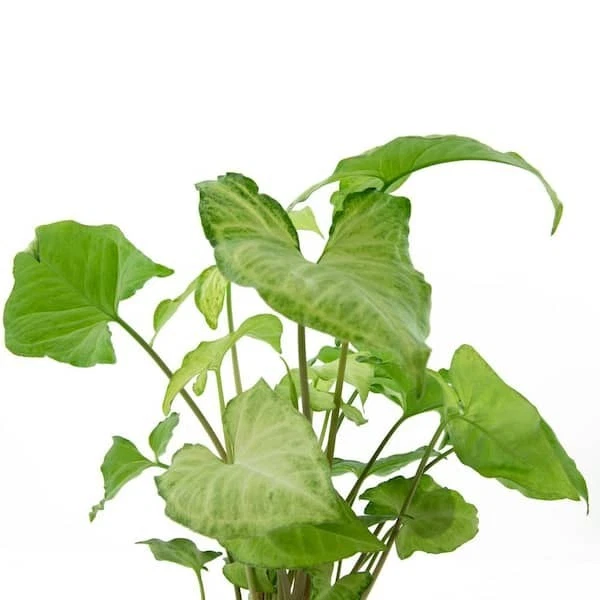 Arrowhead Plant Variety Pack Live, 2 Rooted Syngonium Houseplants Indoor Foliage Plants