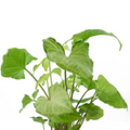 Arrowhead Plant Variety Pack Live, 2 Rooted Syngonium Houseplants Indoor Foliage Plants