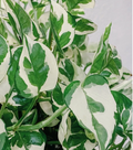 NJoy Pearl and Jade Pothos Cuttings, 4 Live Indoor Houseplant Vine