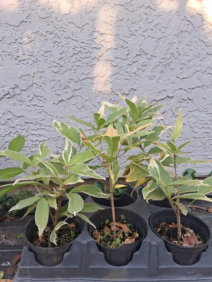 Variegated Malay Apple Tree Cutting – Syzygium malaccense Live Plant 16 Inch, One Year Old Tropical Fruit Tree