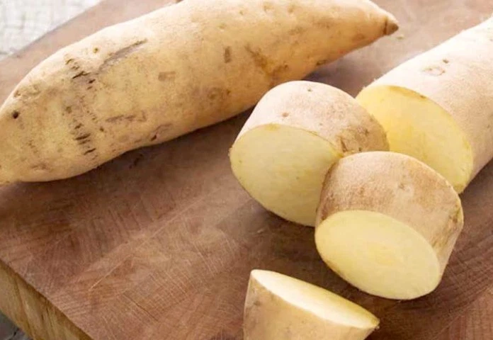 White Sweet Potato Slips Live, 10 Ipomoea Batatas Cuttings for Planting Garden Vegetable Plants