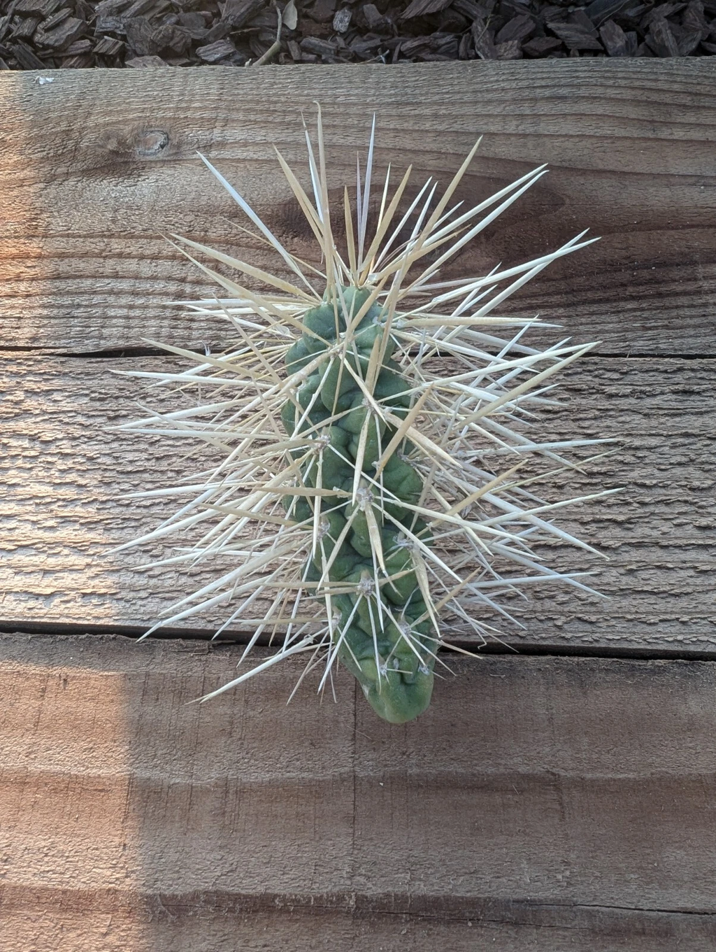 Jumping Cholla Cactus Live Cutting – Cylindropuntia Fulgida Unrooted Cactus Segment for Desert Garden Planting